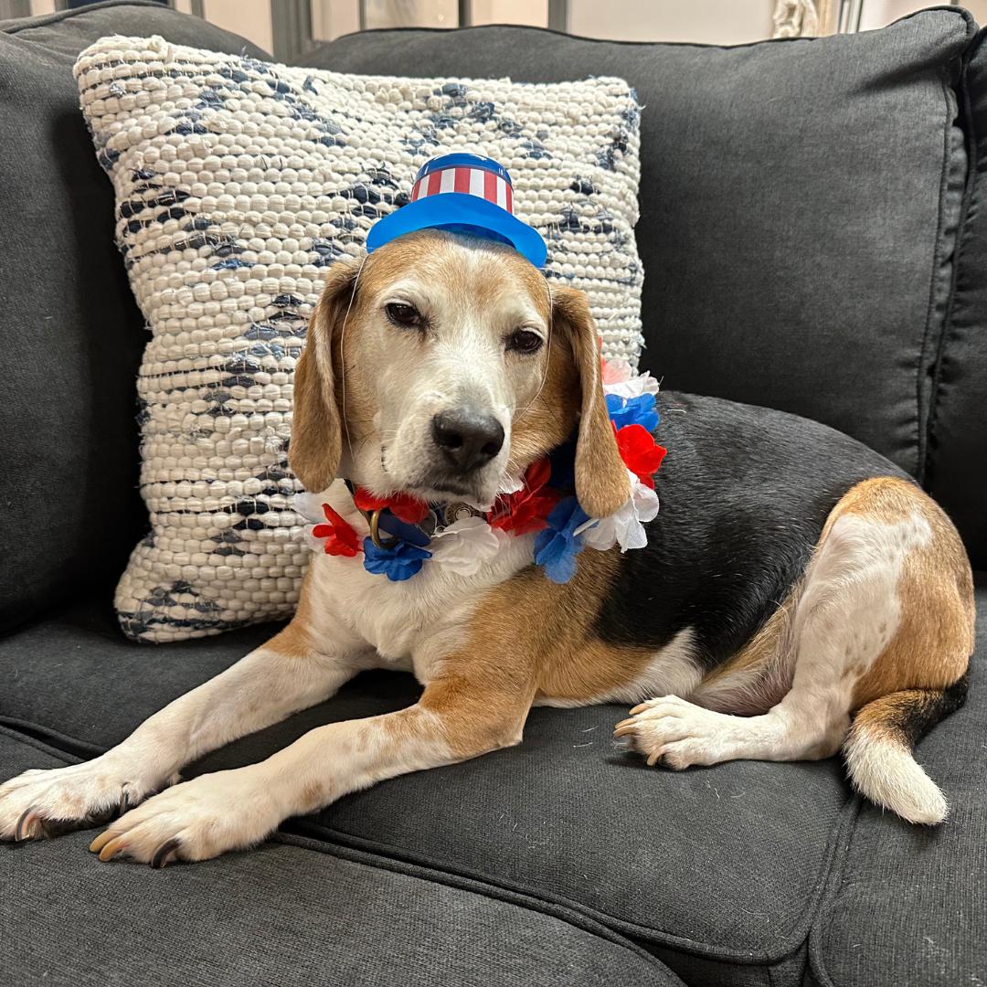 The_NAVC's tweet image. Happy Fourth of July! Our NAVC pets are feeling paws-itively patriotic ❤️💙 

Have a happy and safe holiday, everyone 🇺🇸 

#IndependenceDay #PatrioticPups #July4thPets #July4th #4thofJuly