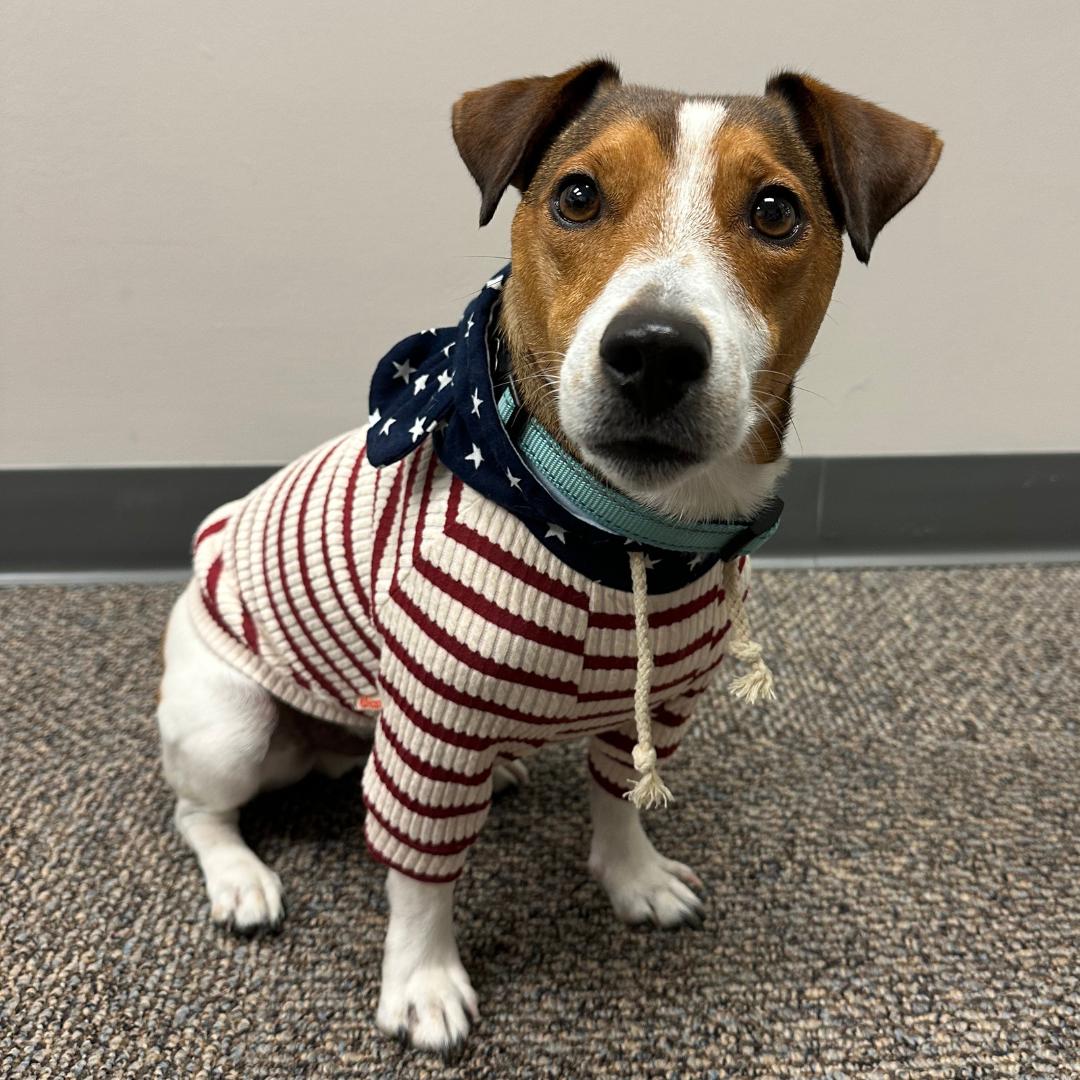 The_NAVC's tweet image. Happy Fourth of July! Our NAVC pets are feeling paws-itively patriotic ❤️💙 

Have a happy and safe holiday, everyone 🇺🇸 

#IndependenceDay #PatrioticPups #July4thPets #July4th #4thofJuly