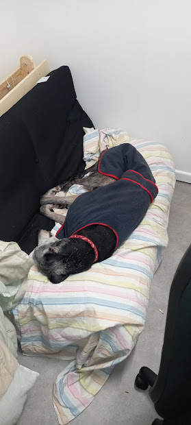 Greyhounds_PZ's tweet image. #nodogsallowed is going really well !