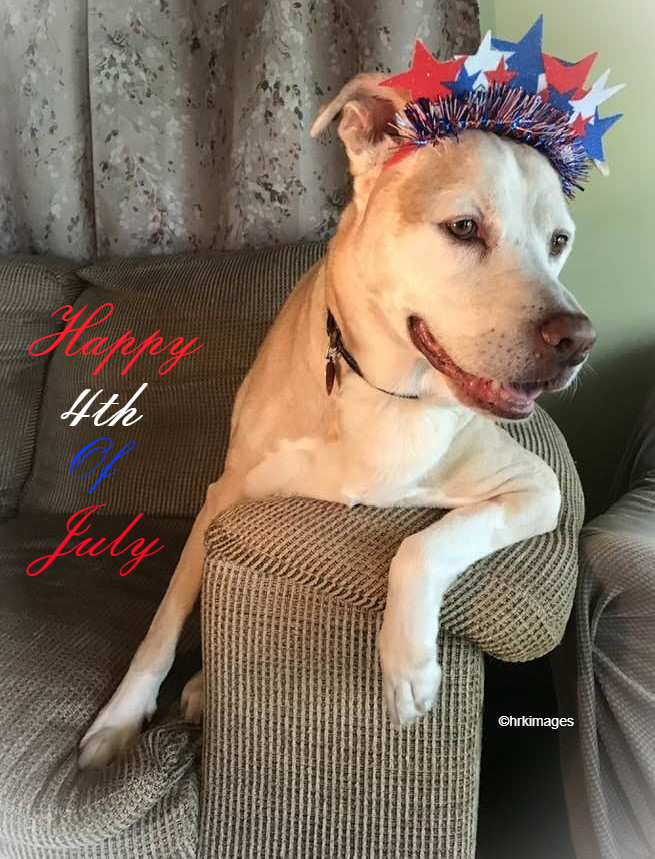 NOLAsDog's tweet photo. God bless America! 🇺🇸 #Happy4thofJuly !!! #HappyIndependenceDay  #dog @dogcelebration @MargaretOrr &amp; BLEU #DogsOfX #NOLA @X https://t.co/Cf4tHSgSm1