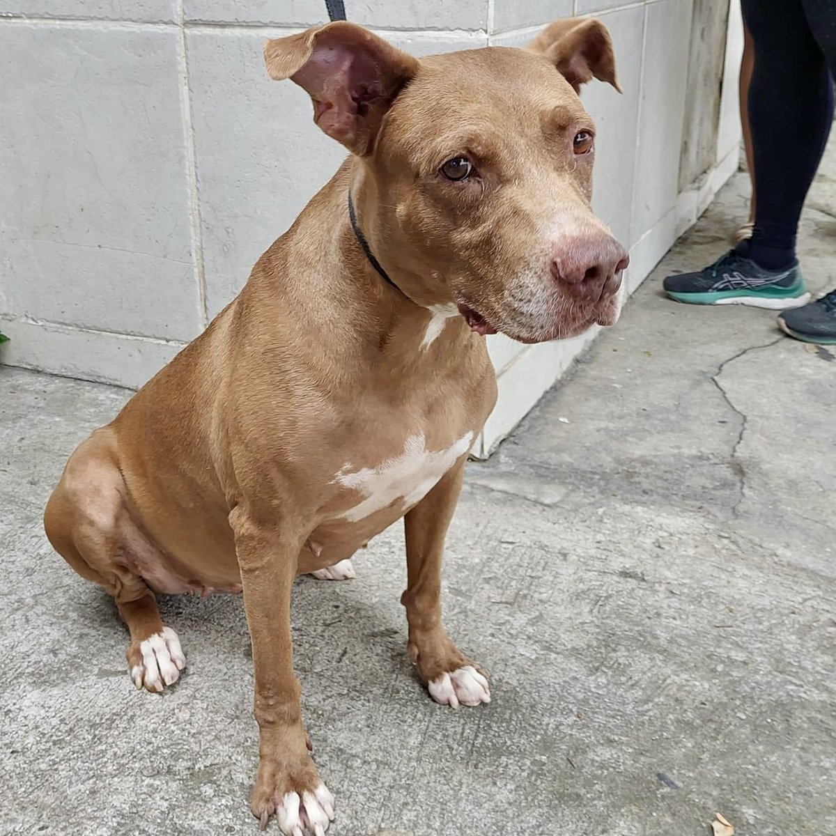 abrigojoaorosa's tweet image. 🆘 DOE RAÇÃO INTESTINAL 🆘

Olá, seguidores!

Precisamos de doações de sacos de ração intestinal para alimentar a Alcione. As doações são essenciais para diminuir nossos gastos com a compra de ração. Toda ajuda é válida e fundamental. A doação de 1kg já faz toda a diferença.