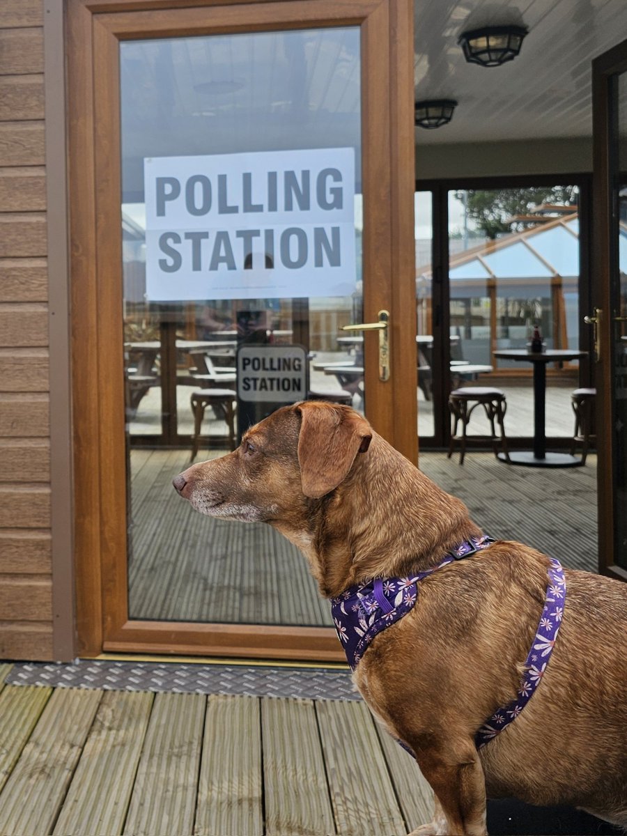 An important day for the country to make our voices heard. It's a  chance to vote for what we believe in or, in most cases, vote against what we dont. I have only been voting since 2019, it's never too late to start. #dogsatpollingstations #EveryVoteCounts