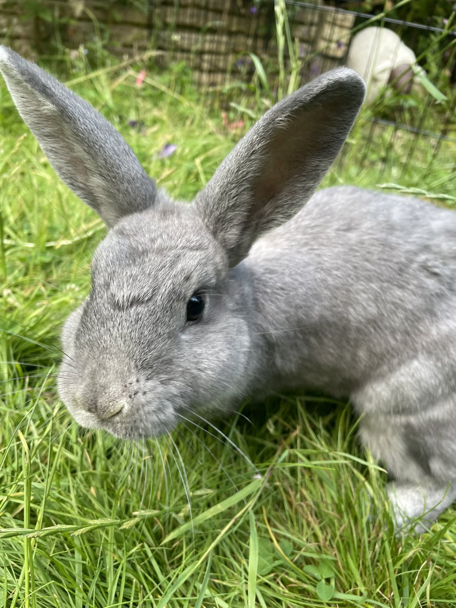 bunarium's tweet photo. Chancellor @TrevorRabbit1, please check there is enough money in the budget for celebratory bananas when we win. 🍌
#LunaForPM #RabbitRevolution #BananasForBunnies #GE2024 #Elections2024 https://t.co/vFHOAY23KL