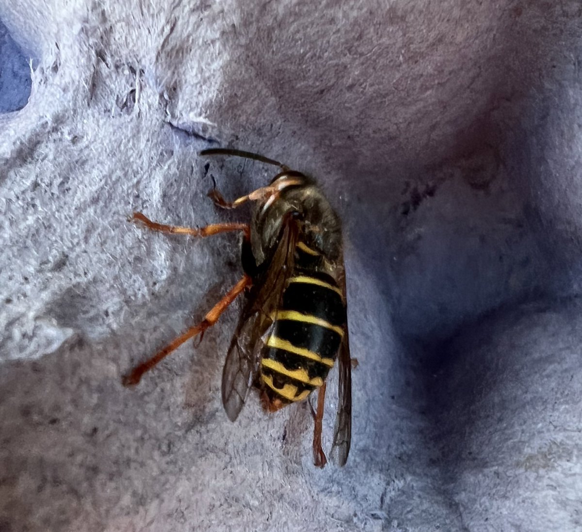 ruth_newby's tweet photo. A new wasp species for the garden in the moth trap, the Median Wasp (Dolichovespula media). I saw one a couple of years ago at Middleton Lakes, but this is the first I’ve seen in Sutton Coldfield @EcoRecording #wasps #socialwasps https://t.co/TilbPiyzx2
