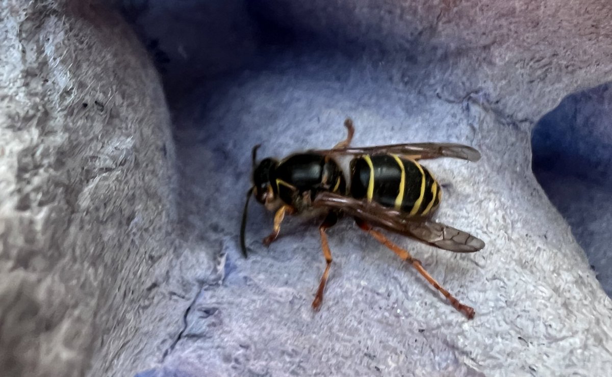 ruth_newby's tweet photo. A new wasp species for the garden in the moth trap, the Median Wasp (Dolichovespula media). I saw one a couple of years ago at Middleton Lakes, but this is the first I’ve seen in Sutton Coldfield @EcoRecording #wasps #socialwasps https://t.co/TilbPiyzx2