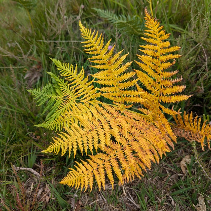 TimberTreasures's tweet photo. 1st pic is of Chicken Of The Woods fungus, it is edible and delicious when it grows on the right wood, but is poisonous when it grows on Yew trees (like in this picture). 2nd pic shows a fern looking decidedly autumnal &amp; 3rd pic shows an oak sapling growing out of a gorse bush. https://t.co/QlR4HVqD7k