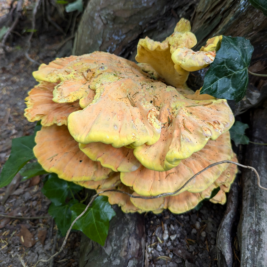 TimberTreasures's tweet photo. 1st pic is of Chicken Of The Woods fungus, it is edible and delicious when it grows on the right wood, but is poisonous when it grows on Yew trees (like in this picture). 2nd pic shows a fern looking decidedly autumnal &amp; 3rd pic shows an oak sapling growing out of a gorse bush. https://t.co/QlR4HVqD7k