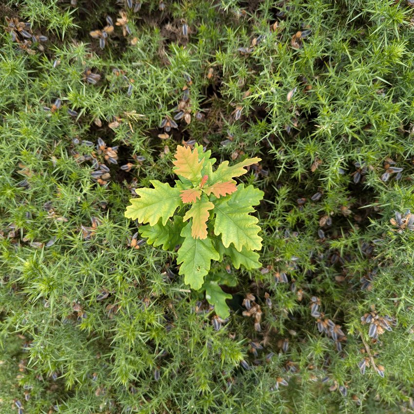 1st pic is of Chicken Of The Woods fungus, it is edible and delicious when it grows on the right wood, but is poisonous when it grows on Yew trees (like in this picture). 2nd pic shows a fern looking decidedly autumnal &amp; 3rd pic shows an oak sapling growing out of a gorse bush.