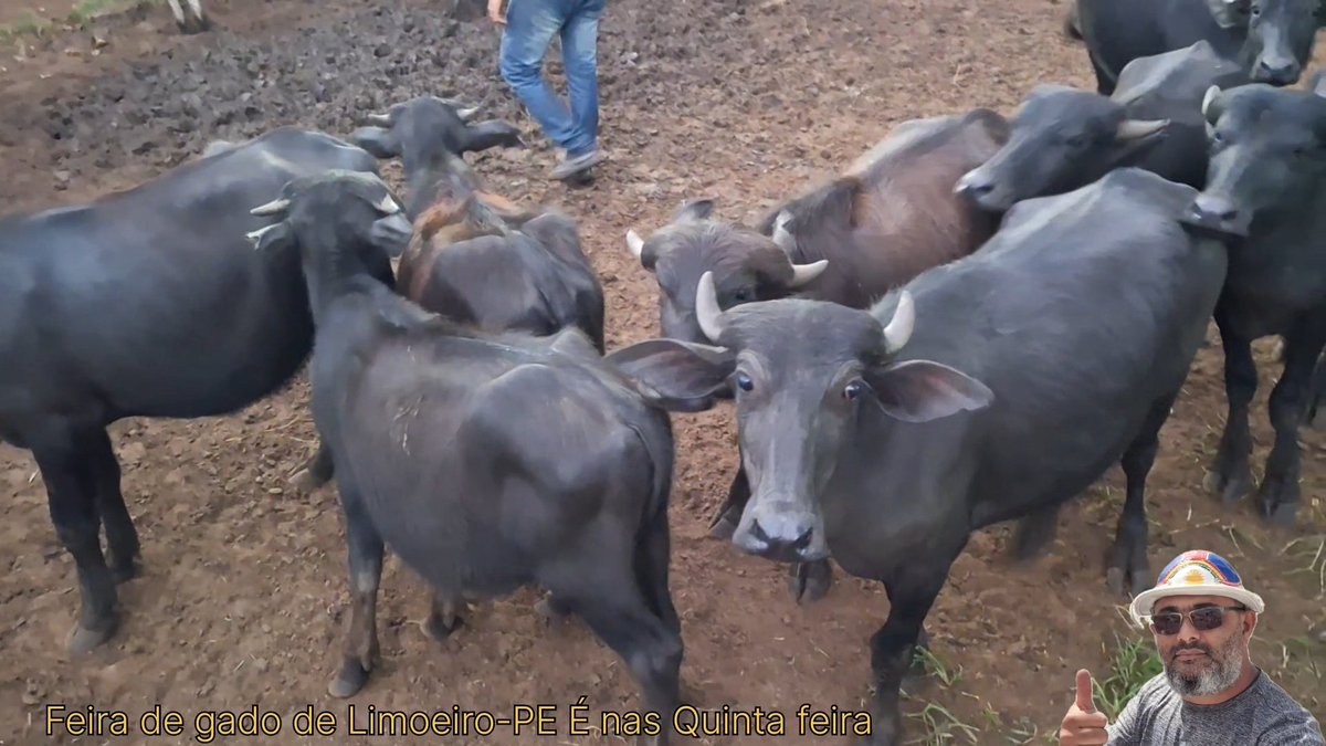 barbeiro_sandro's tweet photo. Bezerro Búfalo por 1.300,00 na feira de gado de Limoeiro-PE https://t.co/fOCVWgbquJ