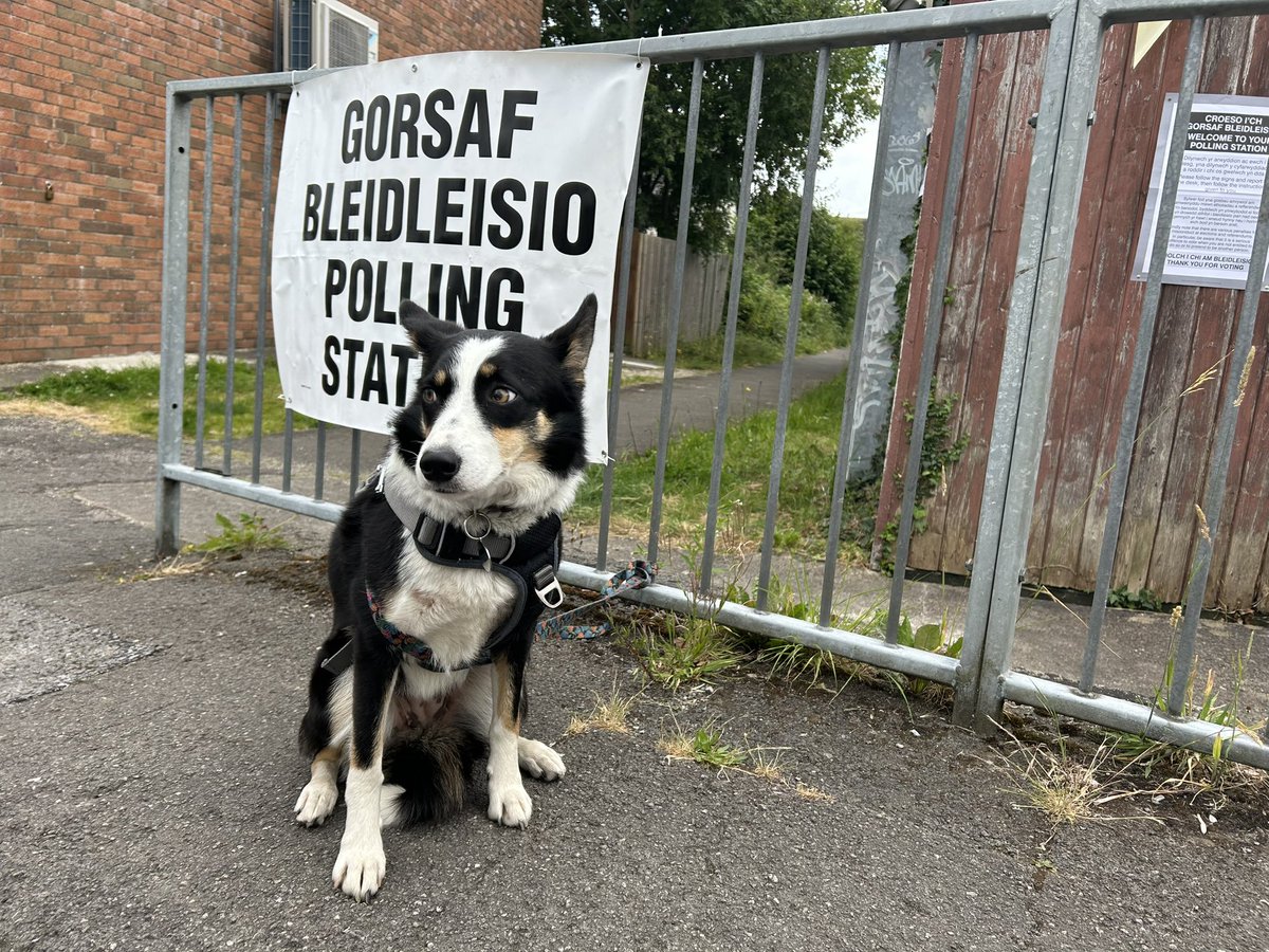 w_rees's tweet photo. 🤔#DogsAtPollingStations @VotingDogs https://t.co/Qh7OtrSuSZ