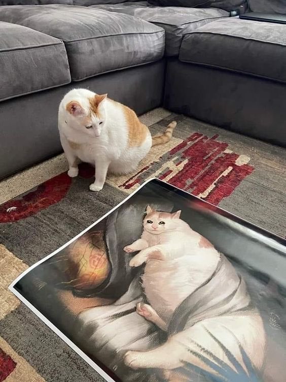cats being weird little guys 👅 tweet media