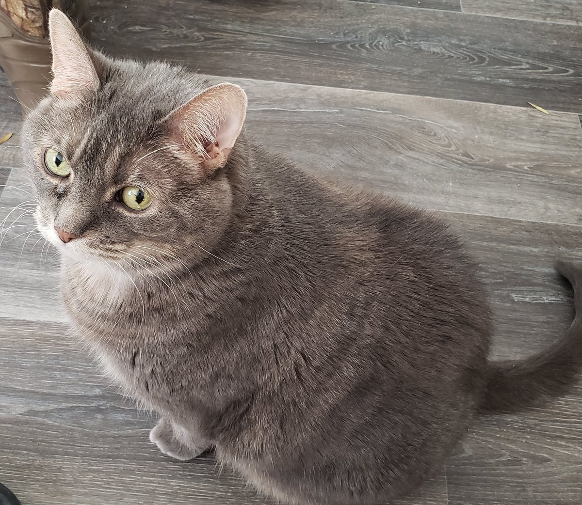 Day two of no voice morning, and demanding furry barrel. I see exactly two cats.