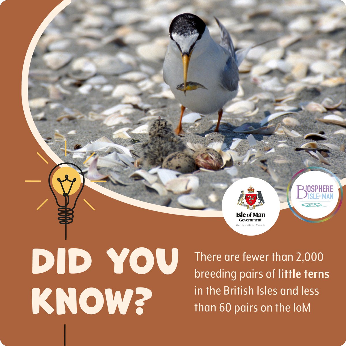 🏖️ Meet the Beach Nesting Birds! These coastal wonders play a vital role in our ecosystem. Join us in preserving their habitats and ensuring a safe nesting environment. 🐦🌊 

Find out more: biosphere.im/uploads/beach-…

<a href="/ManxBirdLife/">Manx BirdLife</a> <a href="/manxheritage/">ManxNationalHeritage</a> @biosphereiom @manxnature@iomdefa