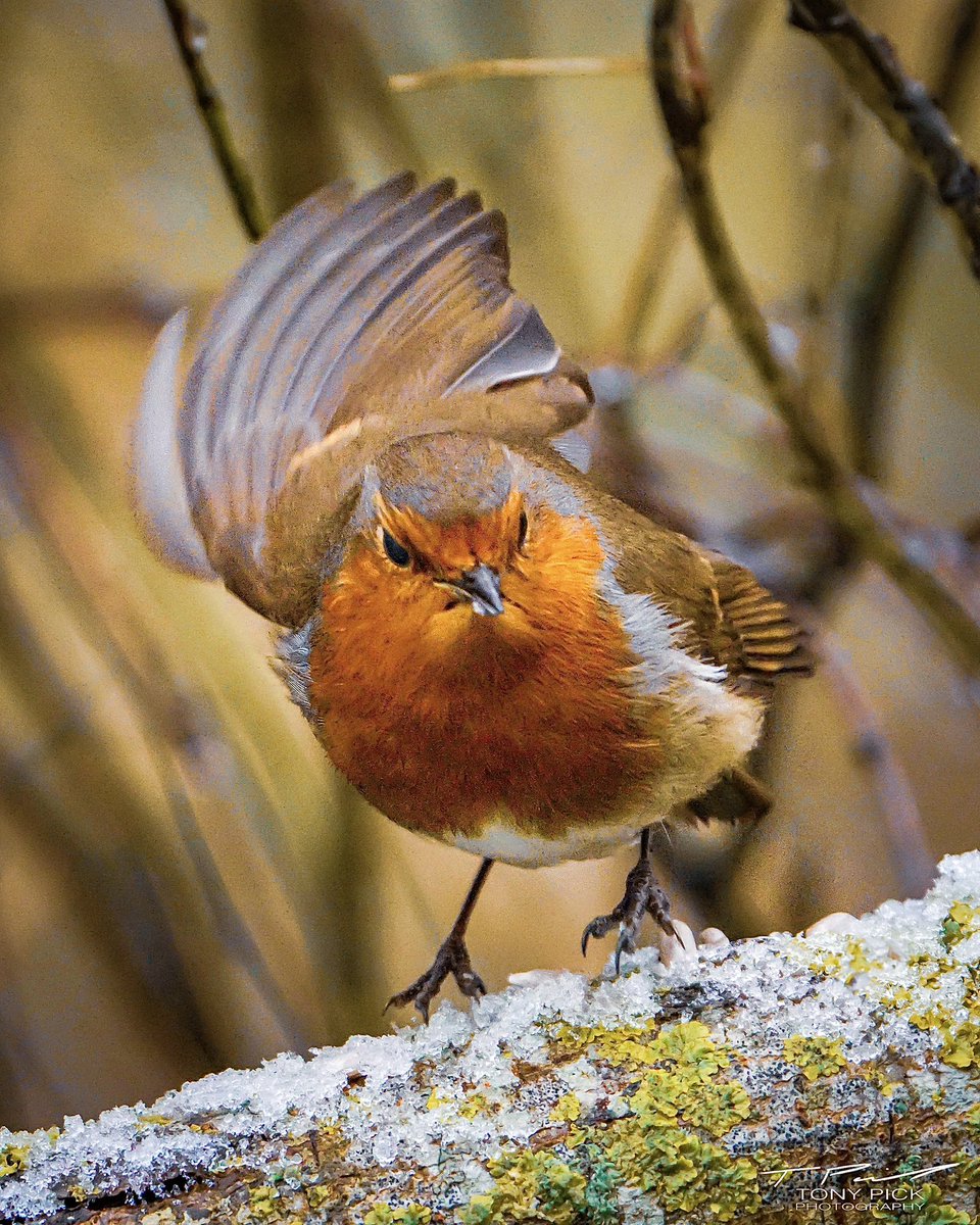 Relax, take a break and enjoy ☕️. Spectacular views of this gorgeous Robin coming in to land near RSPB Minsmere in Suffolk 🦅

📷 Sony A7R  V
🔍 Sony 200-600mm

<a href="/Natures_Voice/">RSPB</a> 
#wildlife #photographer #bird #suffolk #nature #sonyalpha #relax