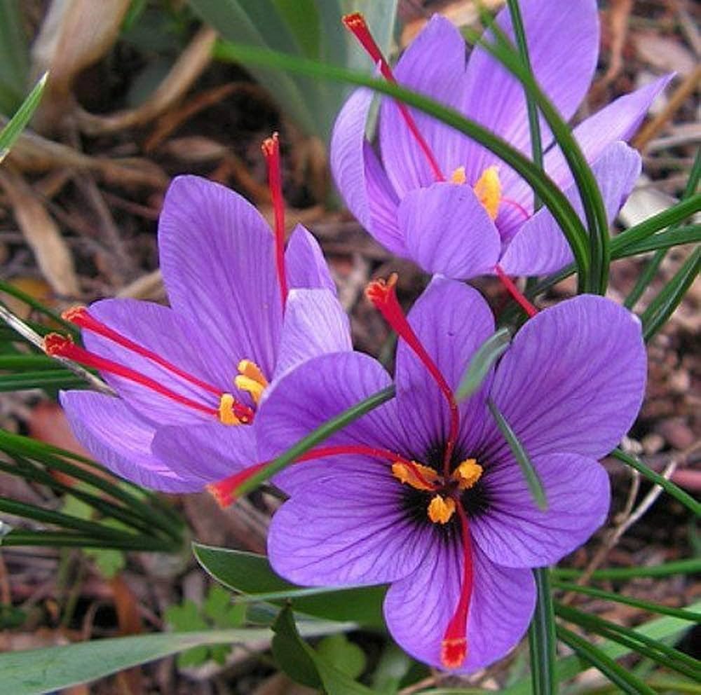 99blackbaloons's tweet image. Do you like Saffron? 

Sorry…this is yet another thing disappearing.  Too dry and hot in Iran, who produces 90% of saffron. 

Harvest is down by half due to the Climate Crisis #foodapocalypse