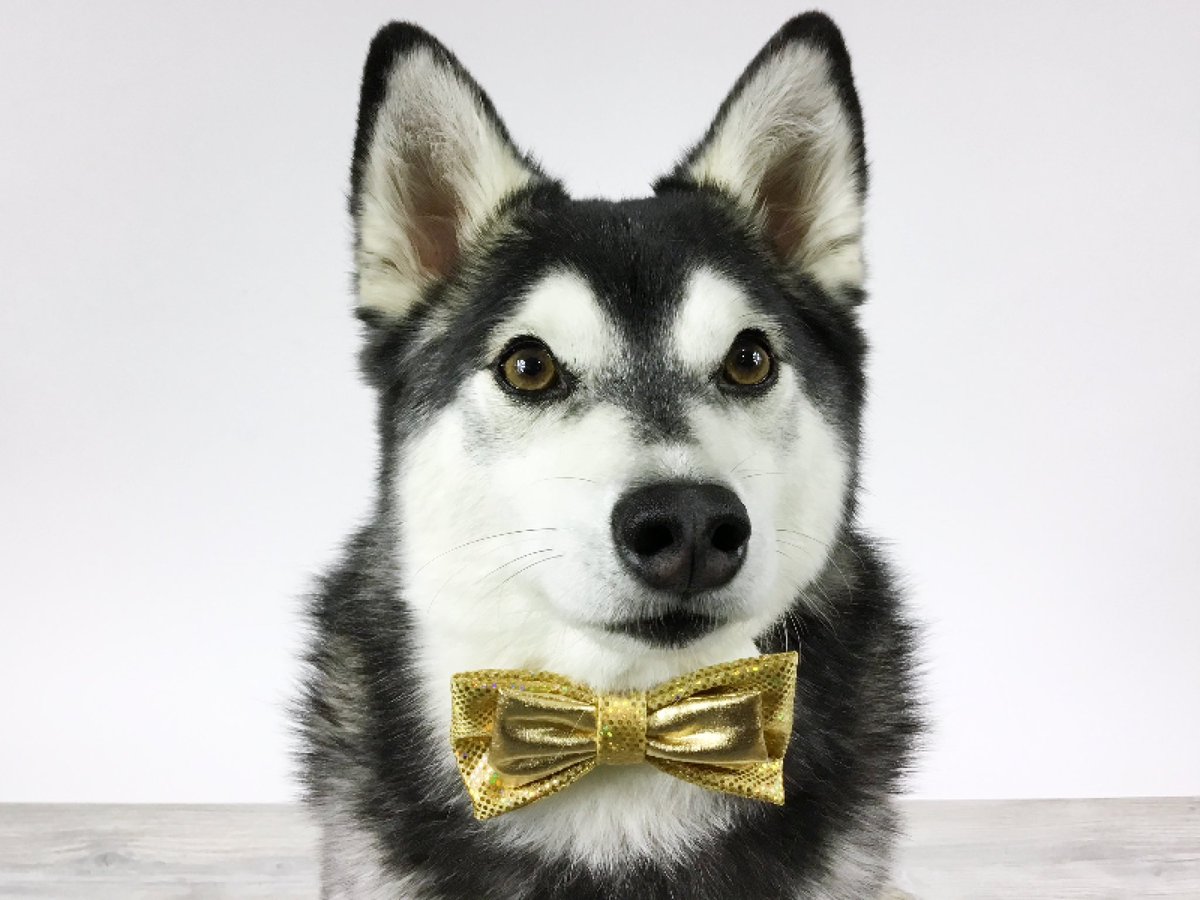SwagaliciousAcc's tweet image. Looking for some pet bling? We’re closing out our Gold on Gold Double Bow Ties. These attach to your pet’s collar or harness. Now 40% off! Limited sizes and quantities available.

swagaliciousacc.etsy.com/listing/102657…

#petphotography #petmodel #dogbowtie #swagaliciousacc