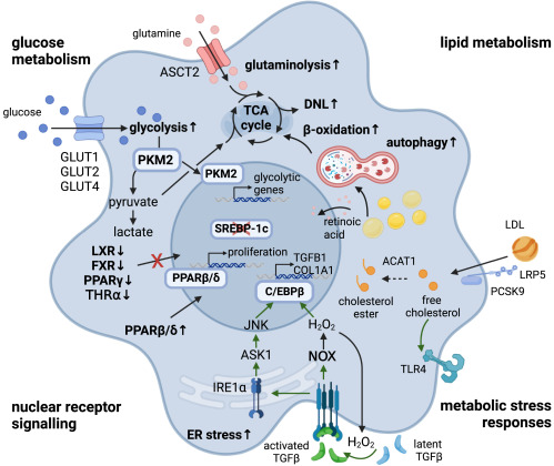 Metabolic reprogramming in liver fibrosis dlvr.it/T98q30