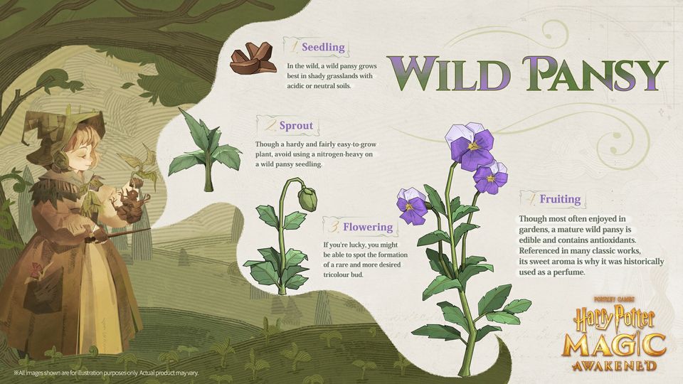 Have you been improving your Herbology during the Black Lake Lullaby season? The Wild Pansy is a non-magical seaweed that grows in underwater forests in shallow oceans. Packed full of nutrients. it's enjoyed by sea creatures and people alike. #HarryPotter #MagicAwakened