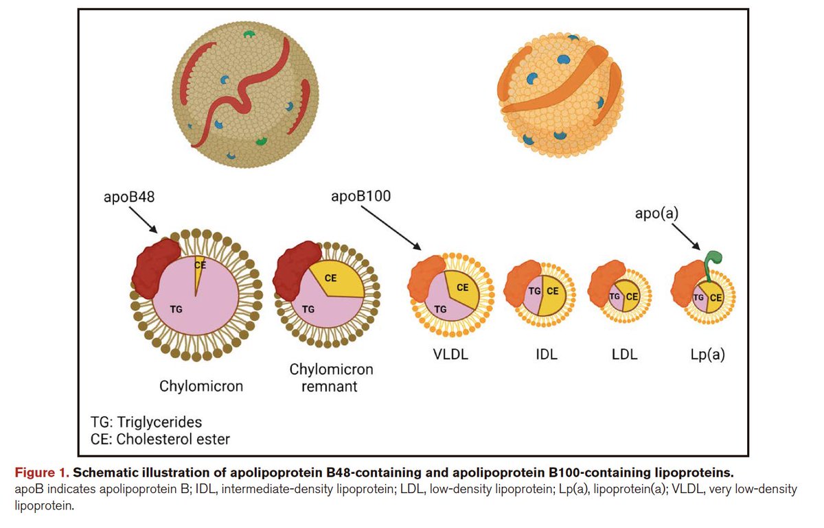 Ed_Alania's tweet image. 🟡 Apolipoprotein B: @CircAHA #CardioEd #Cardiology #Lipids #enarm