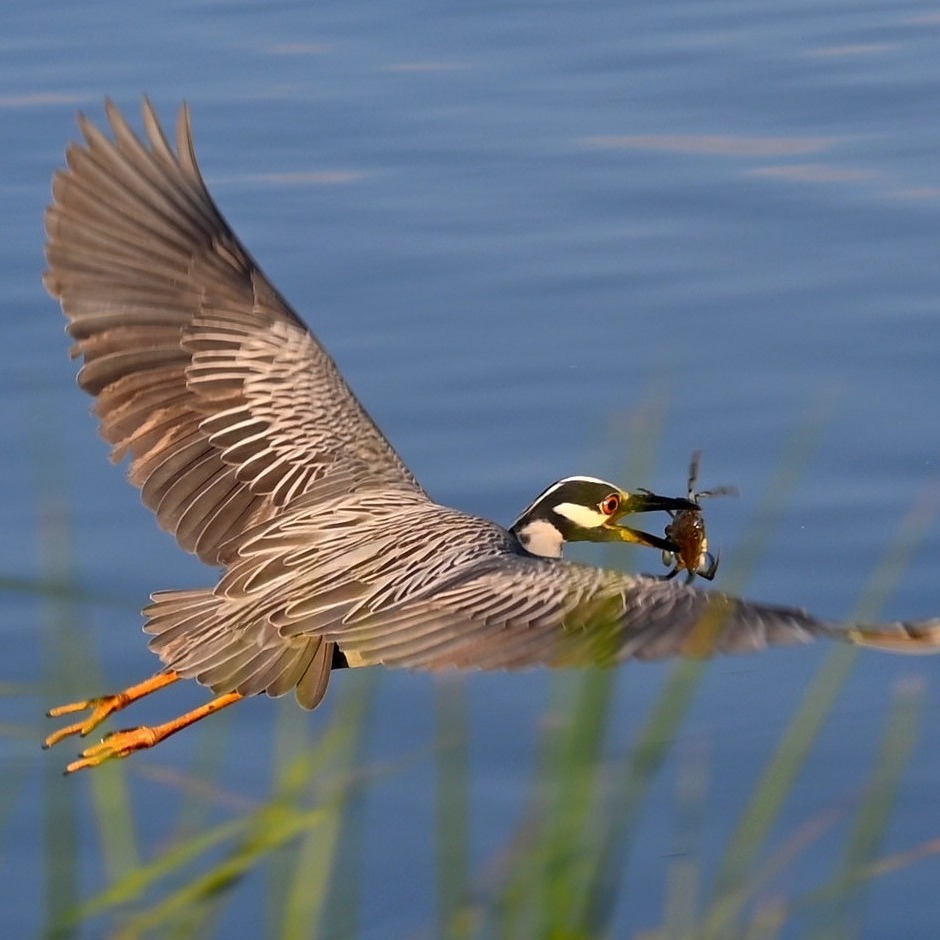 Wet-Land of the FREE 🌾🇺🇸 From all of us at GBF, Happy Fourth! 🙌

🌊 Friendly reminder to keep the Bay clean and pristine this holiday weekend. The wildlife thanks you! 🌊

#FourthOfJuly #IndependenceDay