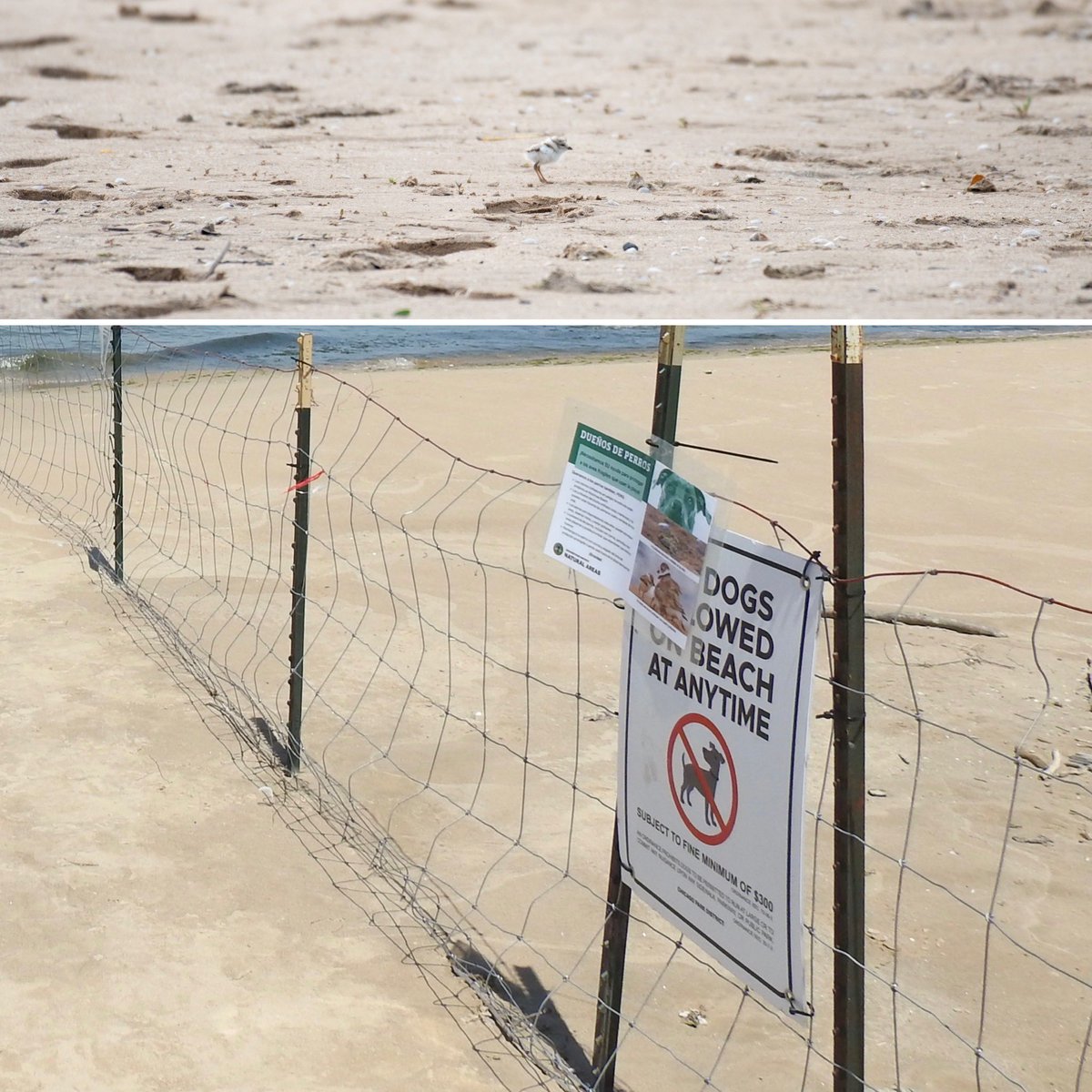 Coming to the Montrose public beach soon enough will be the chicks so our message of the day for plover allies to share among your networks is "please, no dogs on the public beach." A chick could be gone in an instant. 1/2

📸: Chicago Piping Plovers