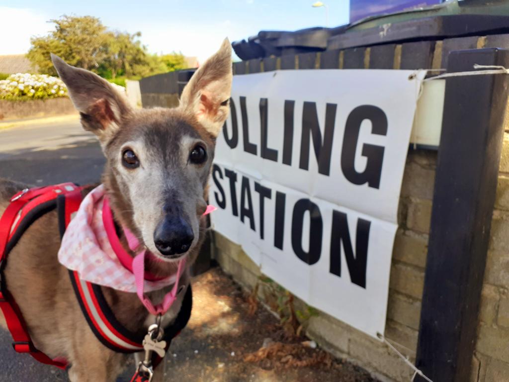 Exercising her democratic right for whole gravy bones.. 
#dogsatpollingstations
