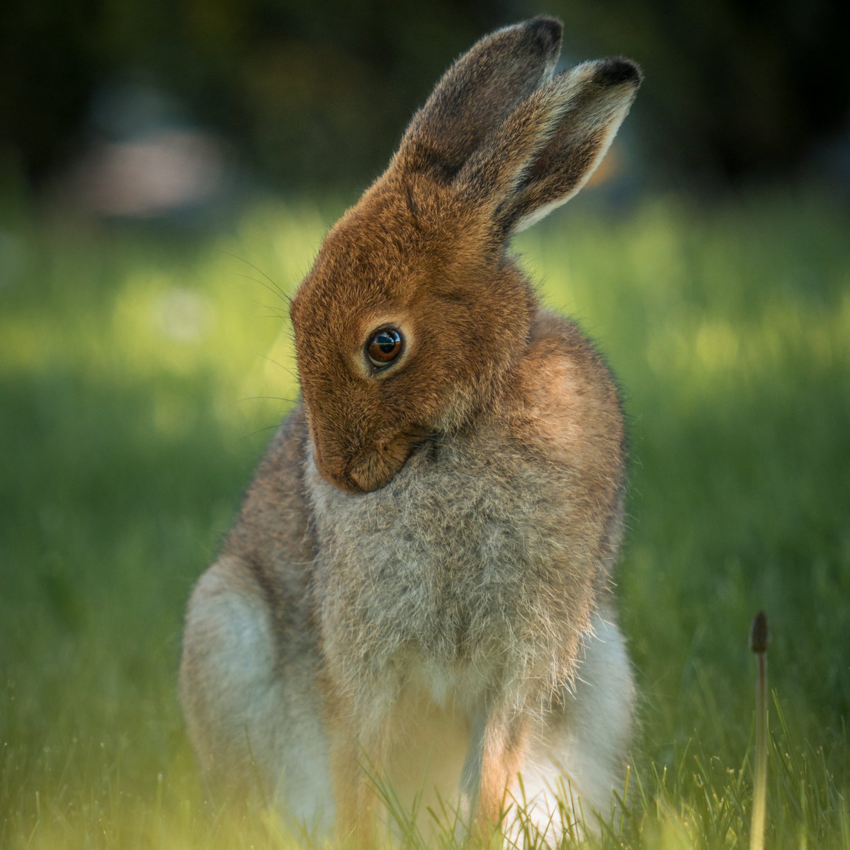 Winner of the Biodiversity Photographer of the Year competition is Shy Poser by Declan Goulding. The judges were captivated by this beautiful portrait of an elusive hare. The poise of the hare and the apparent eye contact makes this an exceptionally beautiful image
