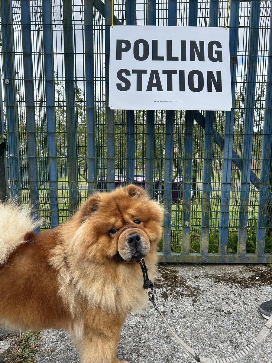 #dogsatpollingstations #GeneralElection2024  don’t forget to vote! 🐻