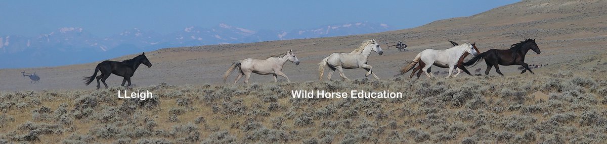 WildHorseEdu's tweet photo. Roundup Update, North Lander: https://t.co/JB8Us49QRR
111 #wildhorses were captured &amp; a foal left behind went to Honor Farm.
Have a very safe Fourth of July.
 Please find ways to celebrate freedom that do not involve the sounds of war.
#4thofJuly https://t.co/Cb7I4GIXLj
