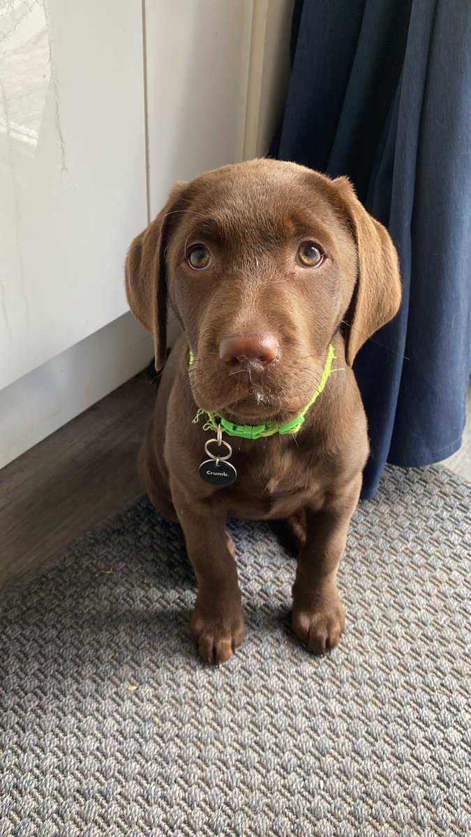 things_to_do's tweet photo. #Dogsnotatpollingstations. 

Just a week too young to be let loose on the unsuspecting people of Nottingham. 

Luckily, we’ve got 2 more who are of age … https://t.co/AsGftZNvf4