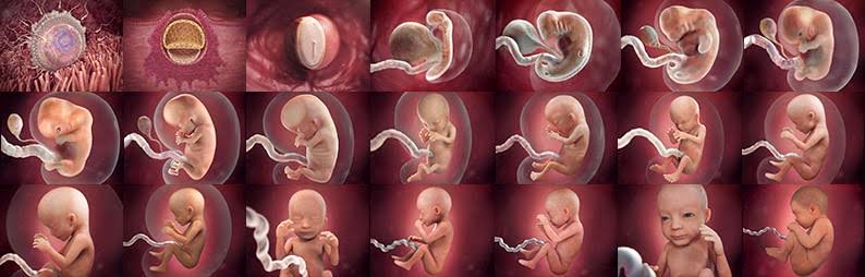 1 damla metalin zaman içinde kendiliğinden 1 arabaya dönüştüğünü görsek hayretler içerisinde kalırız ancak 1 damladan küçük bir yapının trilyonlarca hücrelik bir insana dönüştürülmesi bize olağan geliyor. Gaflet ve ülfet hakikatleri görmenin ve düşünmenin önündeki en büyük