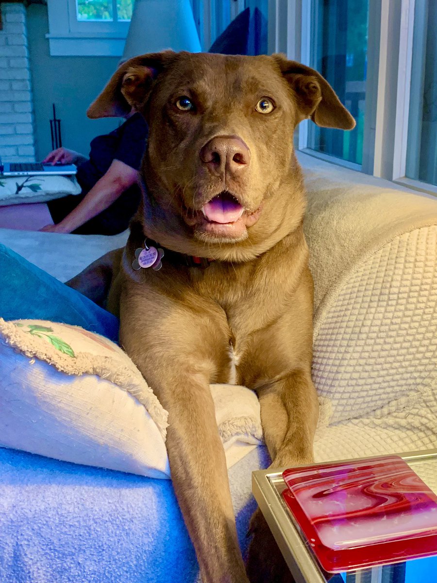 Zeus says Happy 4th of July! #4thofJuly