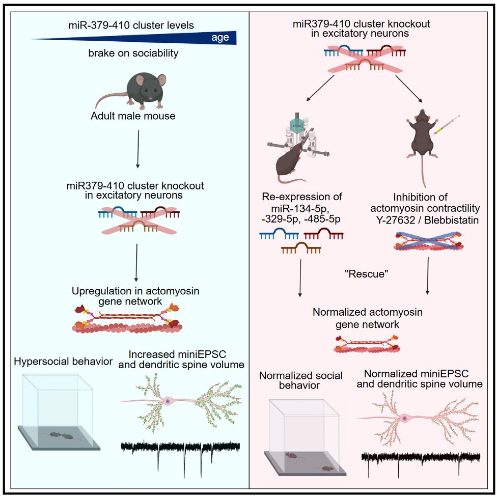 levonebr's tweet photo. Read our recently published paper: loss of the miR-379-410 cluster increases sociability and drives the expression of actomyosin genes in mice. Similar dysregulation also occurs in hiPSC-derived neurons bearing a Williams-Beuren Syndrome-related deletion. https://t.co/M07V2zJuDS https://t.co/ORuoasgBcu