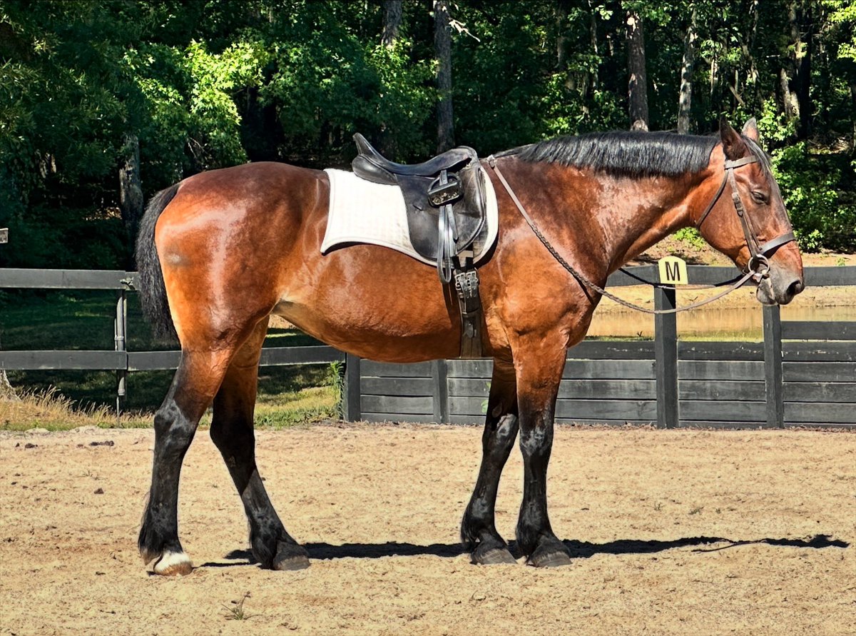 DrLauraPettler's tweet photo. #Draftcross #DreamHorse ALERT! This mare is going to make her new human’s dreams come true. Contact Todd or me for for info! https://t.co/mQ3IGPPAC0 https://t.co/PKbpeZzKvD