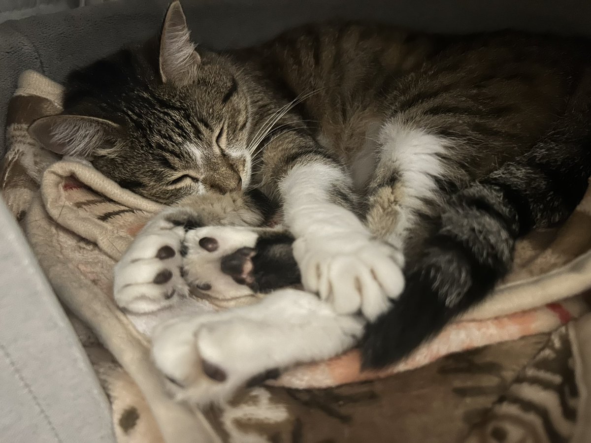 SDMA数値が前回と変わらず14だったので先生にはそこまで気にしないで大丈夫と言われましたが、腎臓ケアのおやつとかも控えた方がいいのか色々と頭の中巡ります。
明日から皮下点滴の回数増えますが自宅で頑張っていきたいと思います。
まぐにはまだまだ元気に長生きしてほしいです🥲