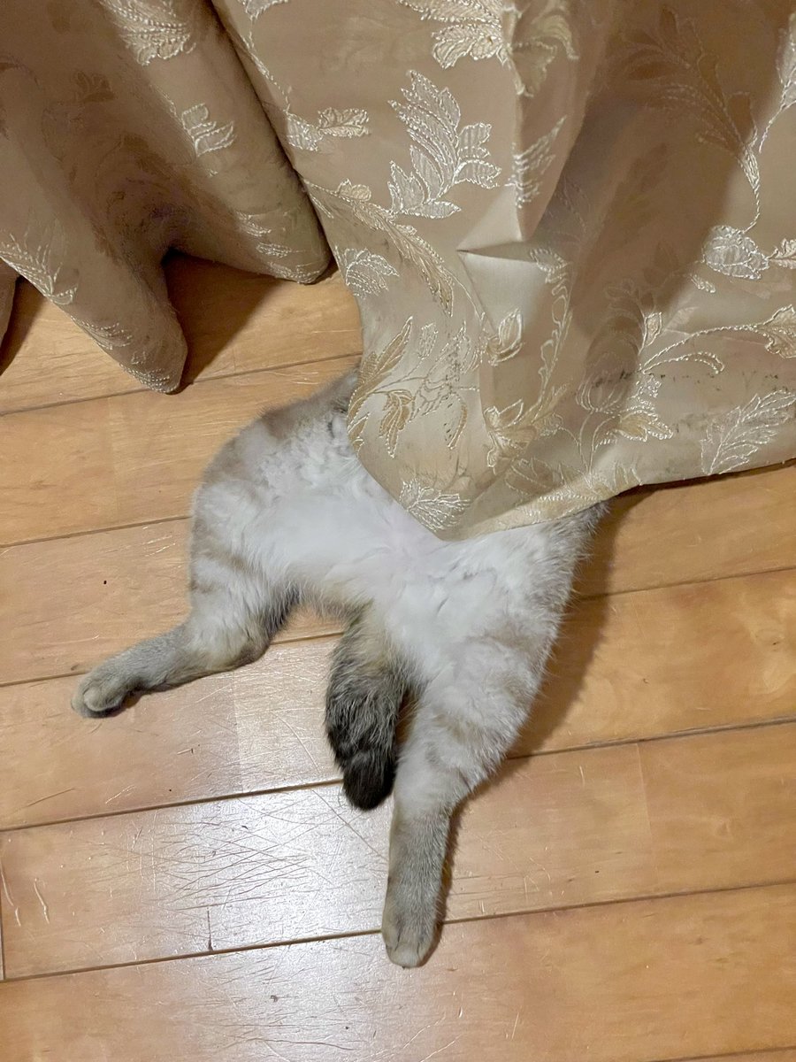 peti1219's tweet photo. 可愛すぎてつらい!!

#ファインダー越しの私の世界 #猫がいる暮らし https://t.co/Xj9vJpa9o6
