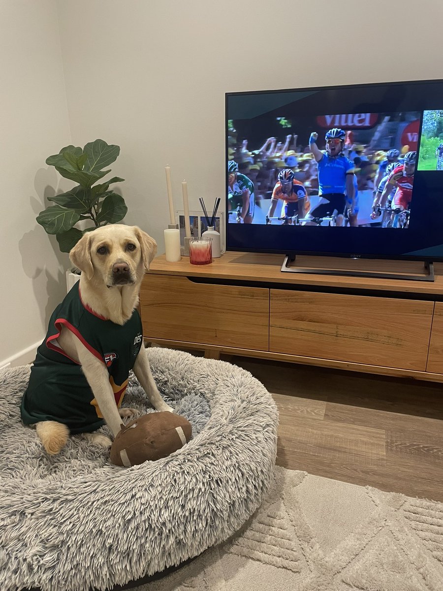 Bobbi the #TourDog in green to celebrate Cavendish’s historic win last night in the #sbstdf <a href="/SBSSportau/">SBS Sport</a> #couchpeloton