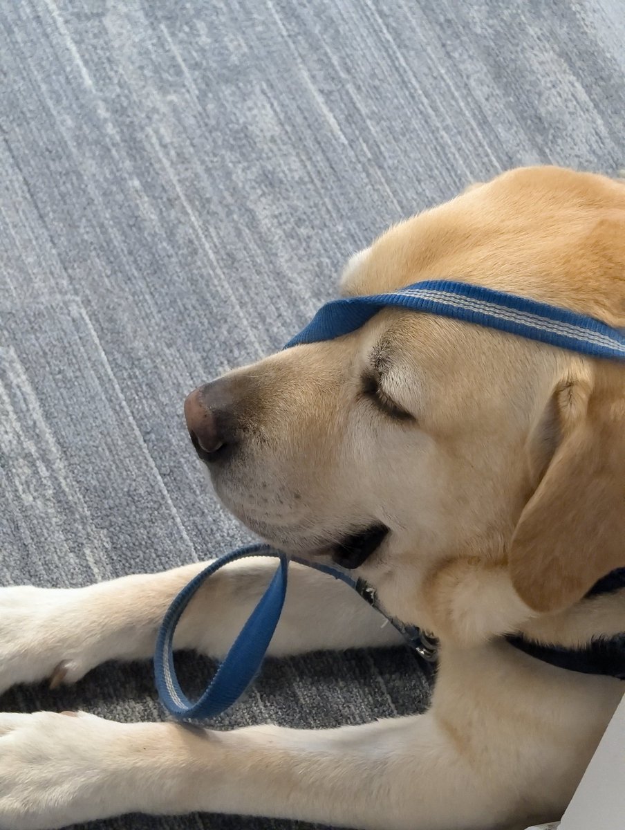 Assistance Dog Ziggy 🇬🇧🐾 tweet media