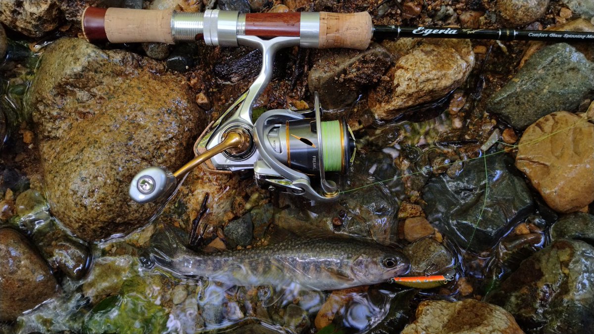 fujihir16395883's tweet photo. 今日は暑かった。
川は渇水、魚はチビばかり
唯一釣れた20cmオーバーは
エサが少ないのか
痩せててかわいそう😢
#イワナ
#palms
#egeria
#smith
#dcompact
#daiwa
#freams
#slpworks https://t.co/mKtpFZdSo2