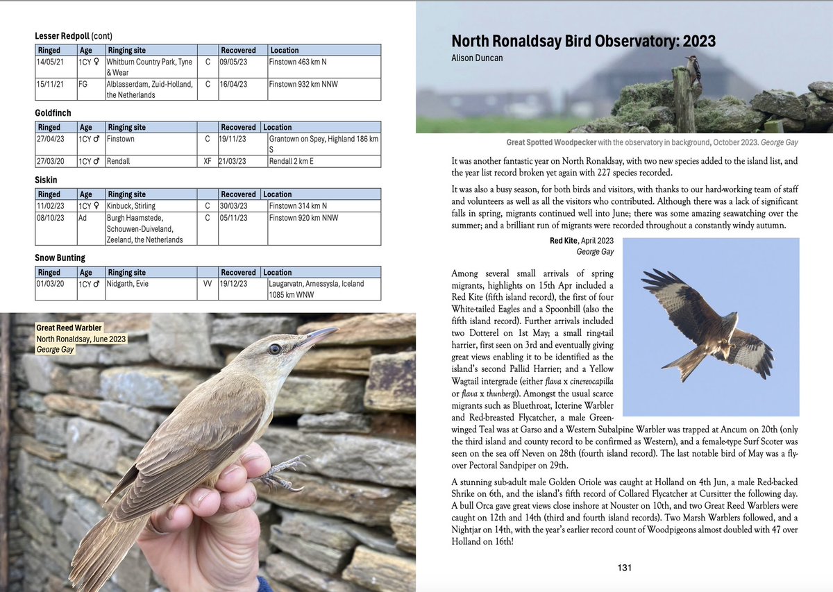 Orkney Bird Report 2023 now out! 😮‍💨 

I’m so pleased to see my first report out since I took over as county bird recorder last year and latterly, and unexpectedly, as report editor. See Orkney birding and wildlife Facebook groups for availability or DM for info.