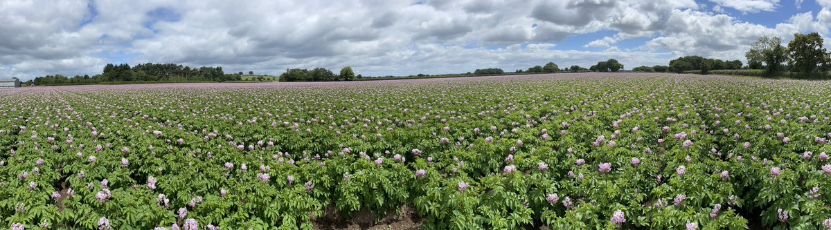 Magnificent looking crop of organic Valor #potatoes