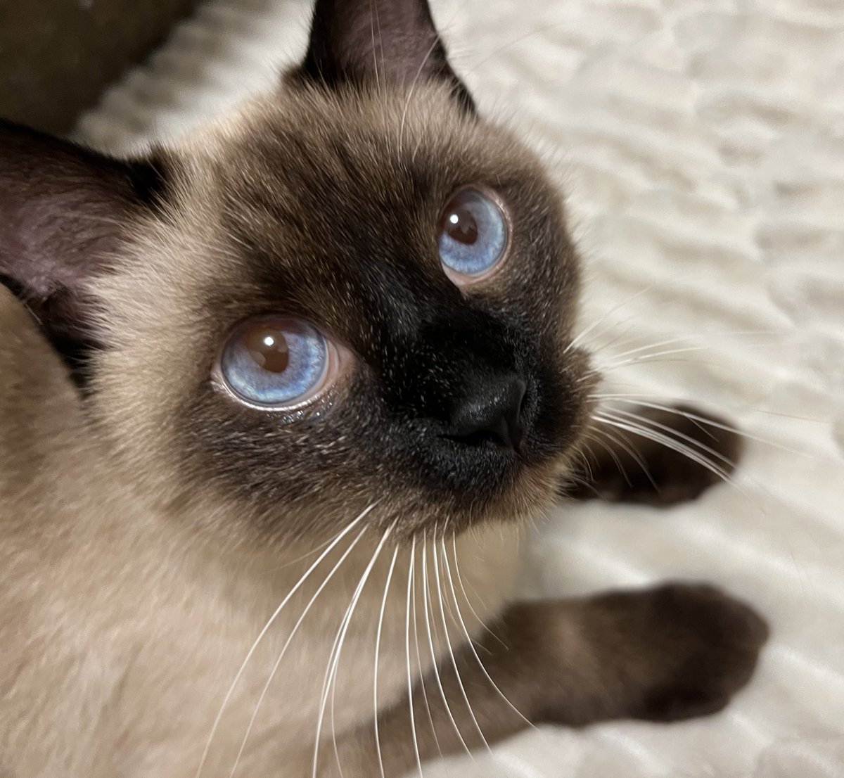 sasasattto's tweet photo. 本当にかわいくて長生きしてほしい

長生き猫さんの飼育経験ある方、
気をつけてたことやおすすめあったら教えてもらえませんか？

ご飯種類とか水分摂取とか… https://t.co/4xI0U3UUmy
