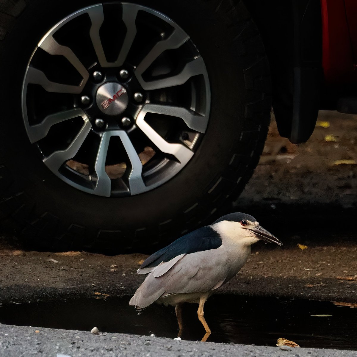 Above96th's tweet photo. It flew over to a puddle in the Park West Village parking lot where it got a quick drink of water before high-tailing it out of there! 🥰🥰🥰#NeverStopBirding 🧵End https://t.co/9e0jMDix7P
