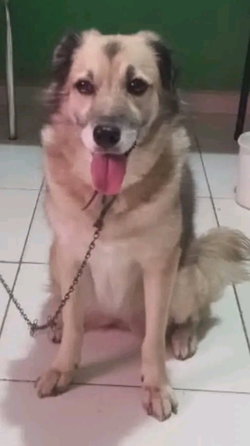 AnimaisRecife's tweet image. 🏠ADOÇÃO 
RECIFE 

PIPOCA 
Castrada, completa 9 anos em outubro

Após 9 anos de convivência a tutora não pode mais ficar com ela

Sei que não é fácil conseguir adoção principalmente uma SRD

É preciso acreditar q é possível Vamos encontrar um novo lar p/ ela!
📲Paula 81 985866631