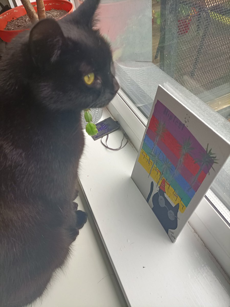 i_smilla's tweet photo. #catsnotatpollingstations  oiM didNt go ouTe coS itS minGin butt smoL hoomaNz puT hUr waTerprooFs on aN weNt too vOte 🏴󠁧󠁢󠁳󠁣󠁴󠁿 https://t.co/dJ6XktbVVC