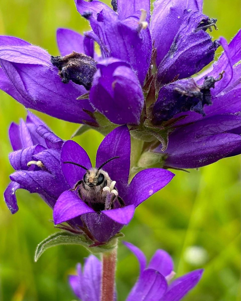 Lynn Dicks tweet media