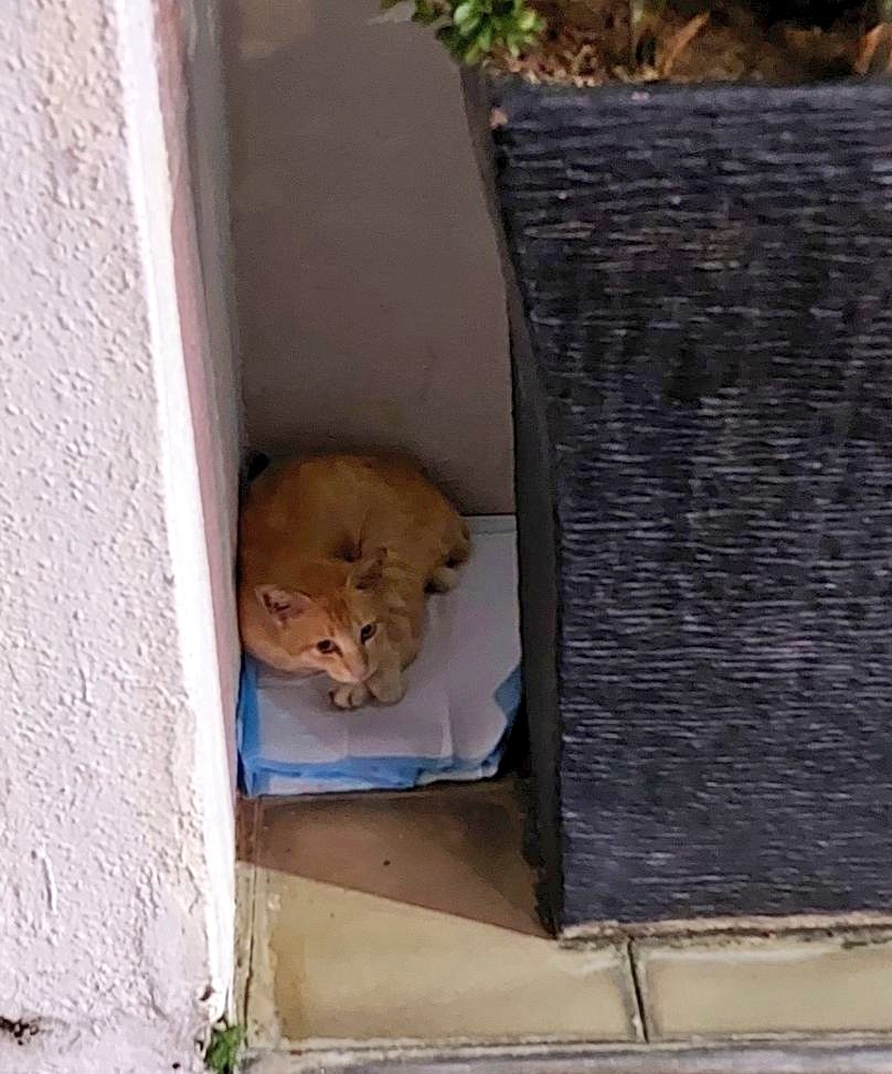 😻 KISAH NEMO 😻
Thread ni utk seekor oyen yg sy jumpa di Petron. Dia tumpang berteduh di situ and Petron owner izin kan saya utk feed anak ini pada setiap hari. Di blkg pasu bunga tu sedia kan 'rumah' dia 🥺🥺