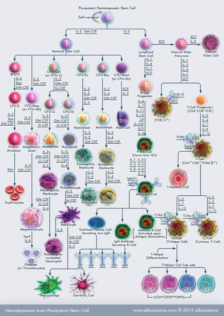 Stem cell pathway for blood cells
