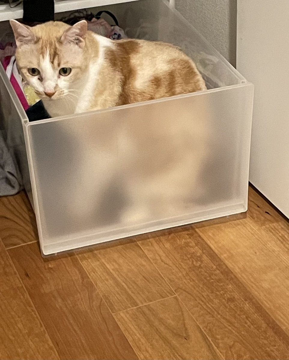moromi0309's tweet photo. 衣替えのジャマですよー

#猫好きさんと繋がりたい
#保護猫 https://t.co/vHd6yViuhw