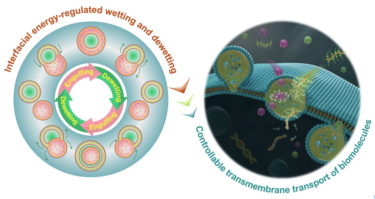 Nan-Nan Deng (@dengnannan) on Twitter photo Delighted to share our recent Nat. Chem. Eng. paper on Interfacial Energy-Mediated Artificial Transmembrane Transport. 👇
nature.com/articles/s4428…
Thanks to Wilhelm for the collaboration! <a href="/Huckgroup/">Huck Group</a> Delighted to share our recent Nat. Chem. Eng. paper on Interfacial Energy-Mediated Artificial Transmembrane Transport. 👇
nature.com/articles/s4428…
Thanks to Wilhelm for the collaboration! <a href="/Huckgroup/">Huck Group</a>